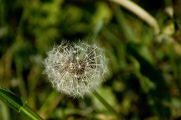 Fototapeta premium Pusteblume