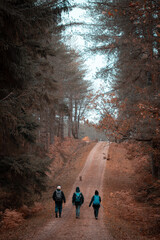 three people hiking or walking through a forest in autumn