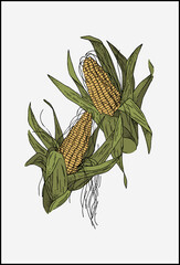 Ears of corn plant with green leaves. Realistic vector drawing of mature corn fruits. 