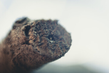 Rama de un árbol, fotografía macro