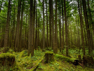 Parallel trees in the forest near Alice Lake.