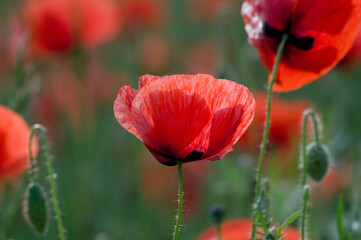 Fototapeta premium MAK