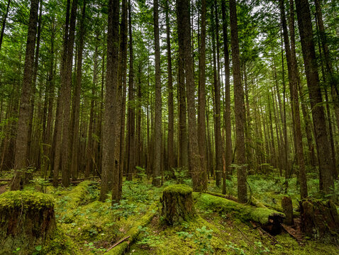 Parallel trees in the forest near Alice Lake.