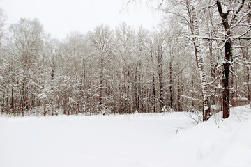 Beautiful winter landscape. Deciduous forest. Black & white. Trees are covered with snow. Hardly visible paw marks on the snow.