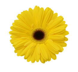  yellow Gerber flower, daisies isolated on white