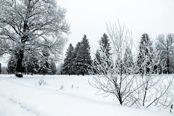 Obraz premium Beautiful winter landscape. Trees in the forest covered with snow. Black & white. 