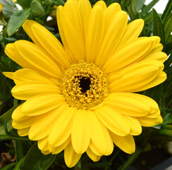 Yellow Gerber Daisy