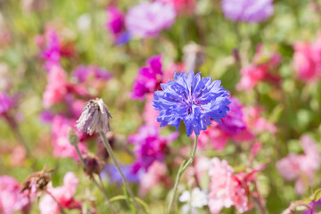 Closeup of blue cornflower on colourful summer meadow with bokeh 