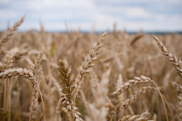 Fototapeta premium Getreidefeld