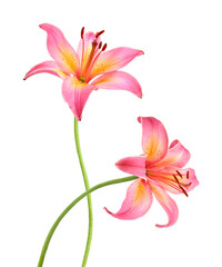 Two pink lily flowers. Isolated on white background