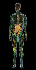 Human immune system, medical illustration