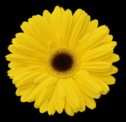  yellow Gerber flower, daisies isolated on black background