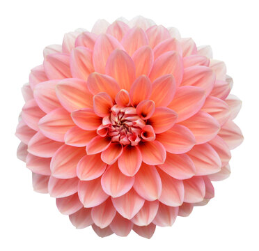 young pink chrysanthemum dahlia isolated on white
