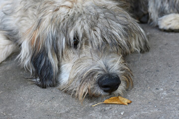 Naklejka na ściany i meble sad shaggy dog nose sniffs autumn yellow leaf. dog nose close up
