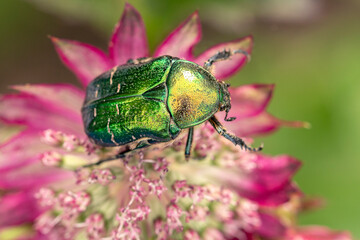 A magnificent bronze beetle sits on an astrantia flower. The beauty of the world.