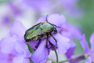 A sparkling bronze beetle on delicate lilac flowers. Beauty of nature.