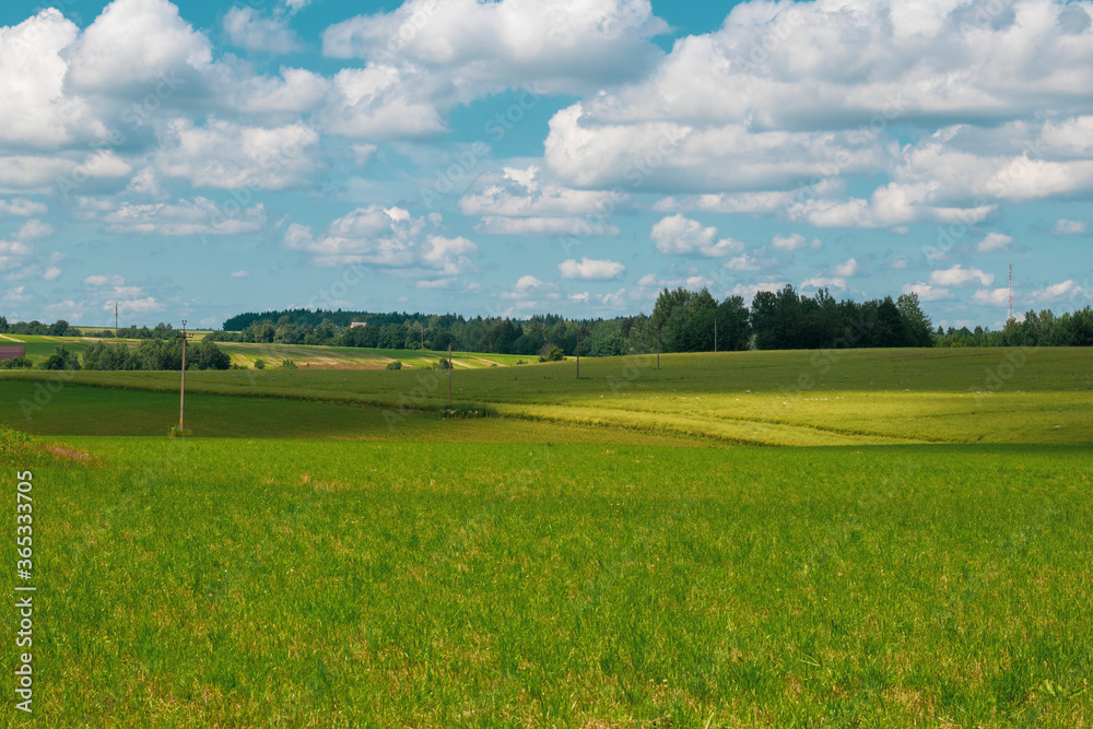 Wall mural green field and blue sky in spring. great as a background