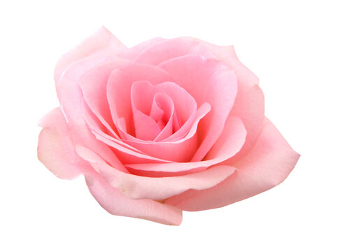 Pink Rose Flower Isolated on White Background. Top View on Beautiful Pink Rose Flower