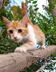 cat on the tree