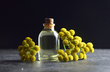 tansy cow bitter fresh herb organic oil
