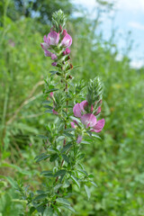 In nature, Ononis arvensis blooms in the meadow