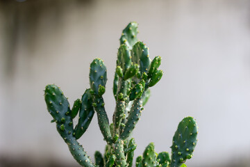 close up of a cactus