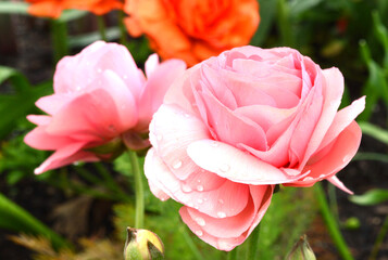 pink buttercup flowers in garden