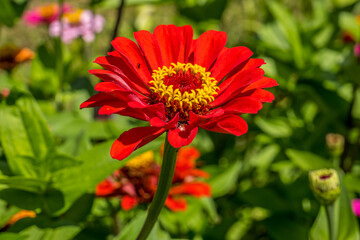 Red zinnia flower closeup