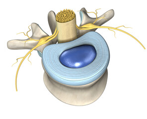 Lumbar vertebra with intervertebral disc, medically 3D illustration - obrazy, fototapety, plakaty