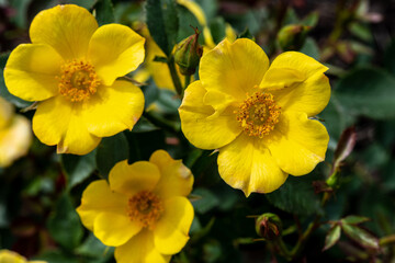 Garden Rose Flower, Variety 'My Sunshine'