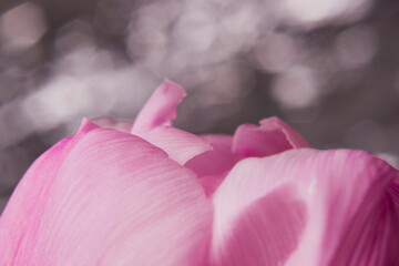 Tulipan. Różowa roślina. Makro. © Anna