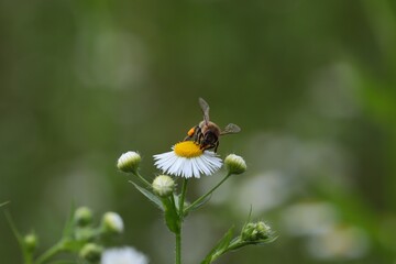 miękkie ladowanie pszczoły na kwiatku rumianku z pyłkiem na nogach