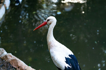 White Stork. European white stork close-up. Stork near the lake.