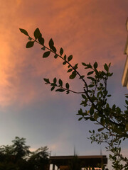 Beautiful sky on twilight time for behind a tree