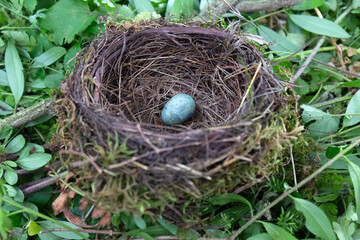 Abandoned Starling Bird Nest with Egg