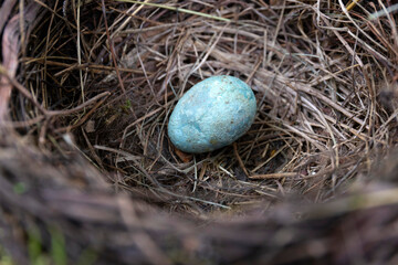 Abandoned Starling Bird Nest with Egg