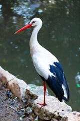 White Stork. European white stork close-up. Stork near the lake.