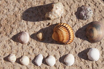 conchas marinas, océano,  sea aesthetic, natura, hand references, mar mediterráneo, petxines,  cangrejo ermitaño.