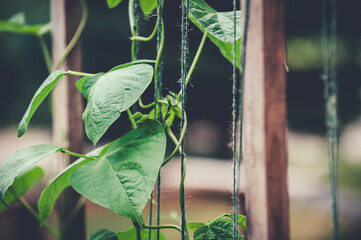 Closeup of pole beans climbing the strings of a trellis.