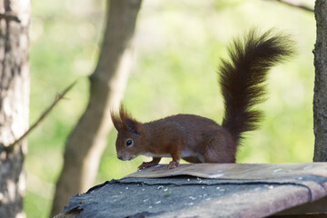 Naklejka na ściany i meble European brown squirrel in winter coat at the Bird feeder