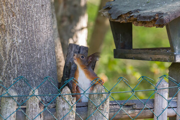 European brown squirrel in winter coat at the Bird feeder
