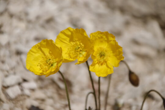 Gelber Bergmohn