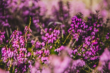 Obraz premium Pink flower Common Heather (Calluna vulgaris)
