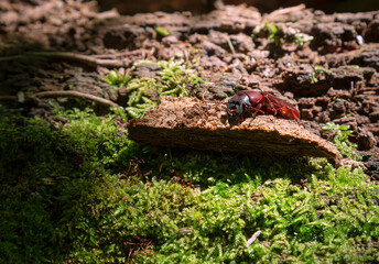 escarabajo rojo saliendo del arbol  podrido