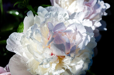 white peony flower with dew drops after rain