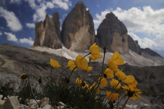 Bergmohn mit Drei-Zinnen-Blick