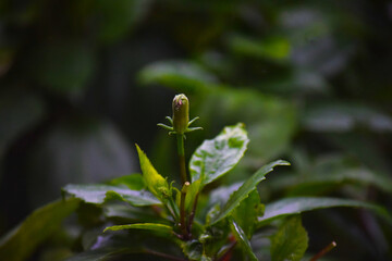 beautiful hibiscus flower bud at outdoor