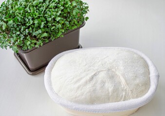 Homemade proofing dough and watercress in a pot