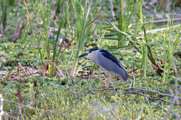 Black-Crowned Night Heron