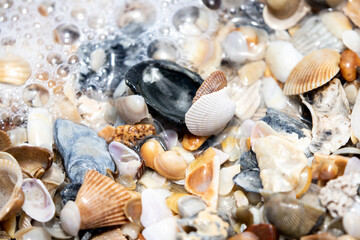 Atlantic Ocean Sea Shells